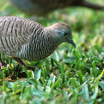 Zebra Dove